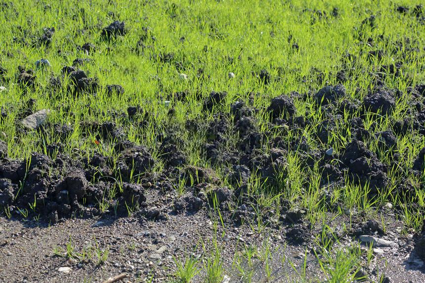 Hard soil, clay-containing or uncultivated