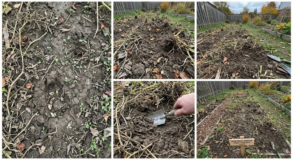 The need for tilling the harvested land