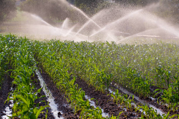 Multiple sprinkler heads for irrigation